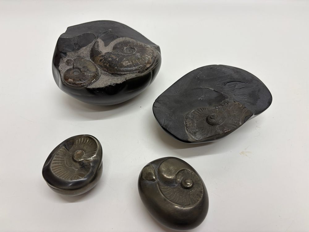 Lot 386: A Group of Polished Pyritized Ammonite Fossils in Matrix