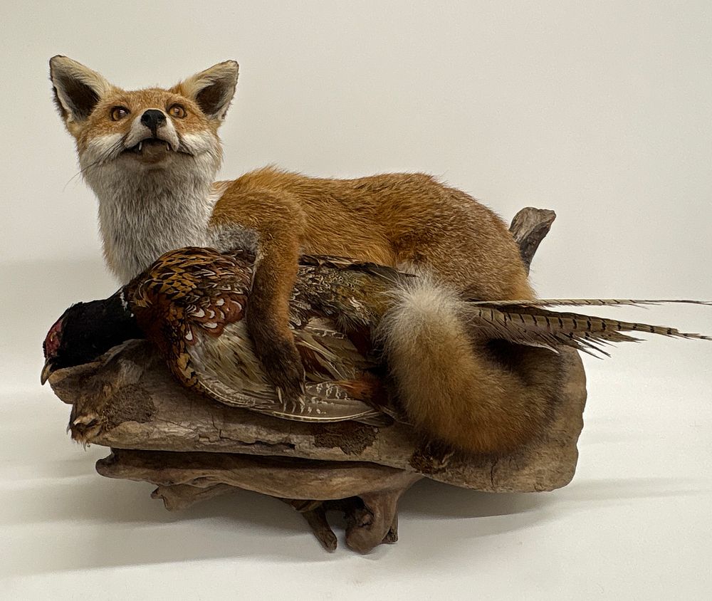 Lot 378: Full Body Taxidermy Red Fox with Male Common Pheasant on Driftwood Base
