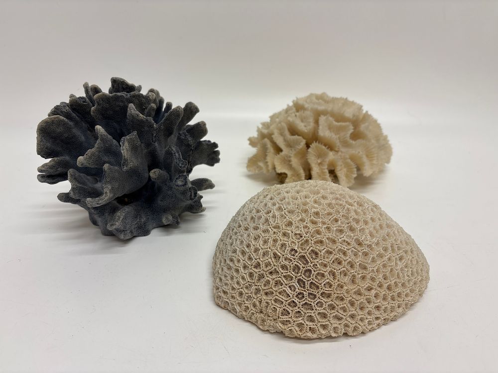 Lot 653: A Trio of Natural History Coral Specimens including Heliopora Coerulea