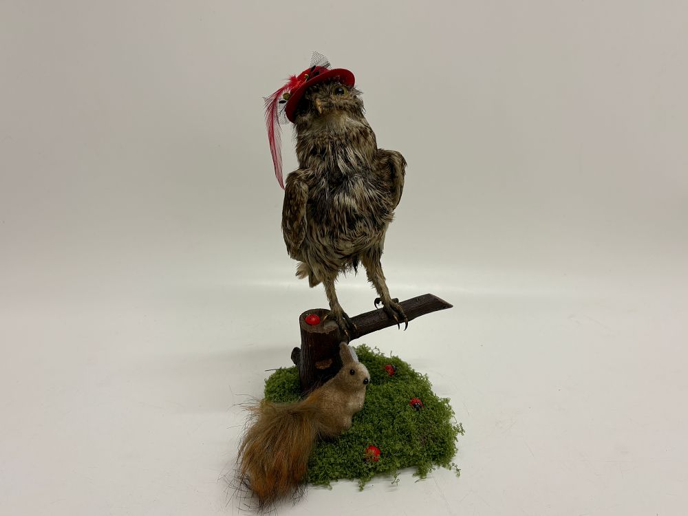 Lot 186: Anthropomorphic Taxidermy Owl with Red Hat and Squirrel Scenic Base