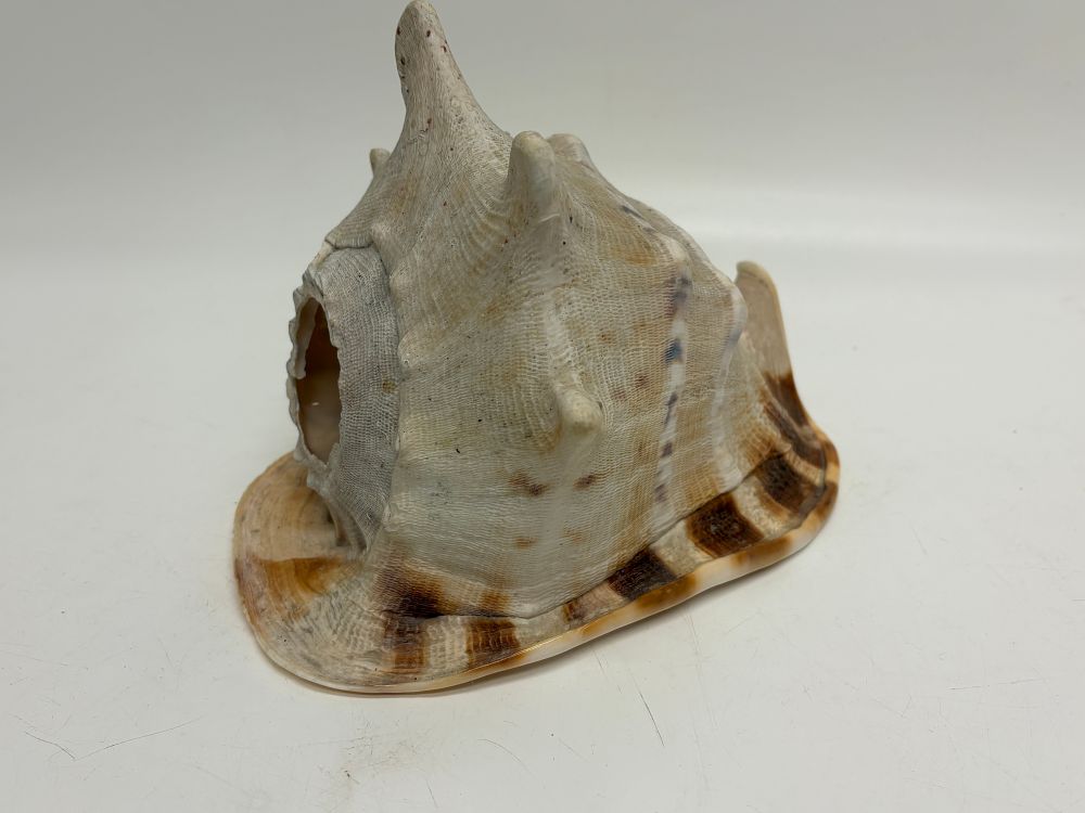 Lot 192: A Large King Helmet Cassis tuberosa Shell