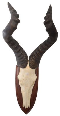 Kuh-Antilope. pr&auml;pariert, auf Holzplatte montiert, Afrika, H 80 cm, B 33 cm