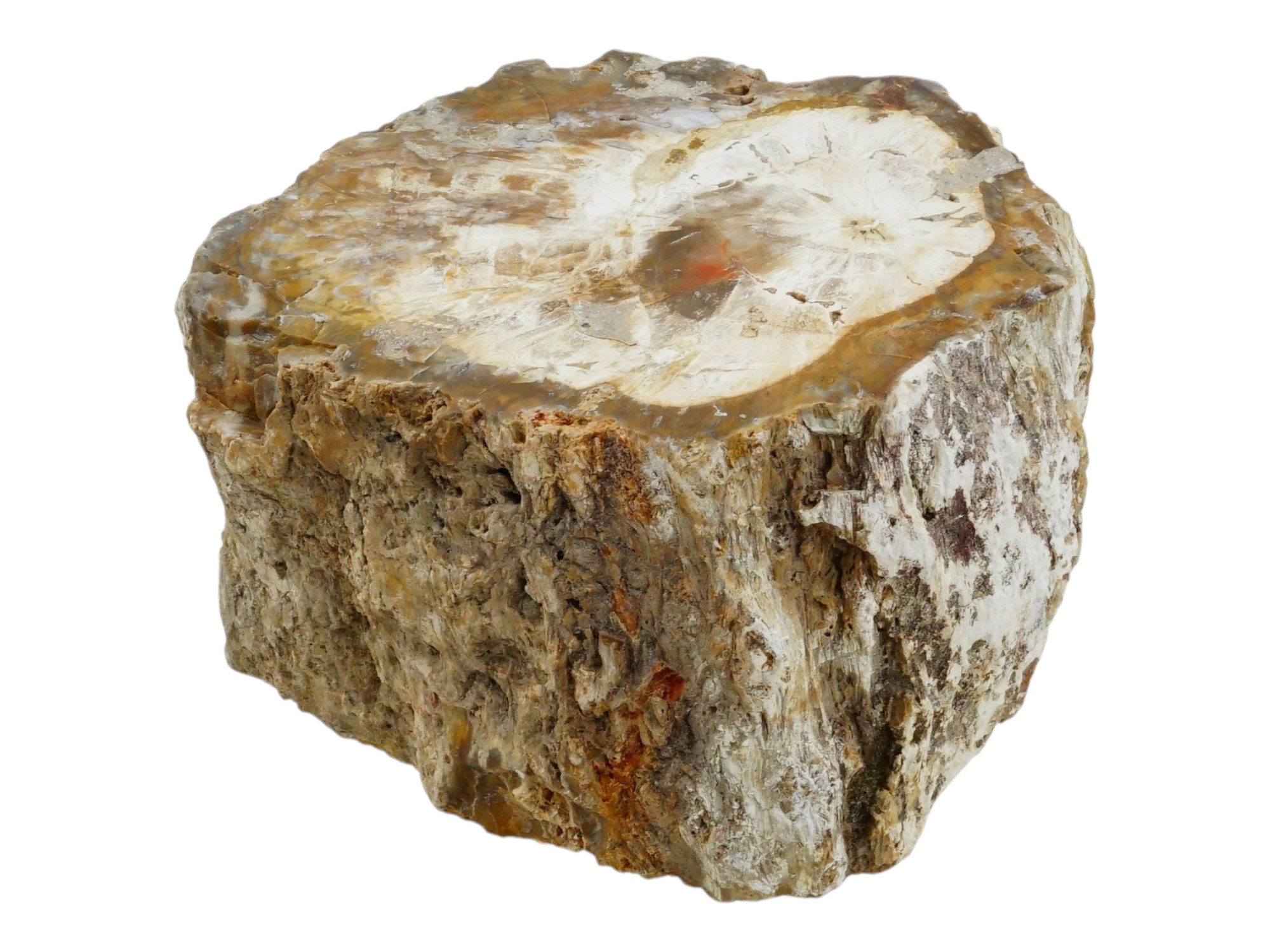 POLISHED PETRIFIED WOOD CROSS SECTION LOG SPECIMEN