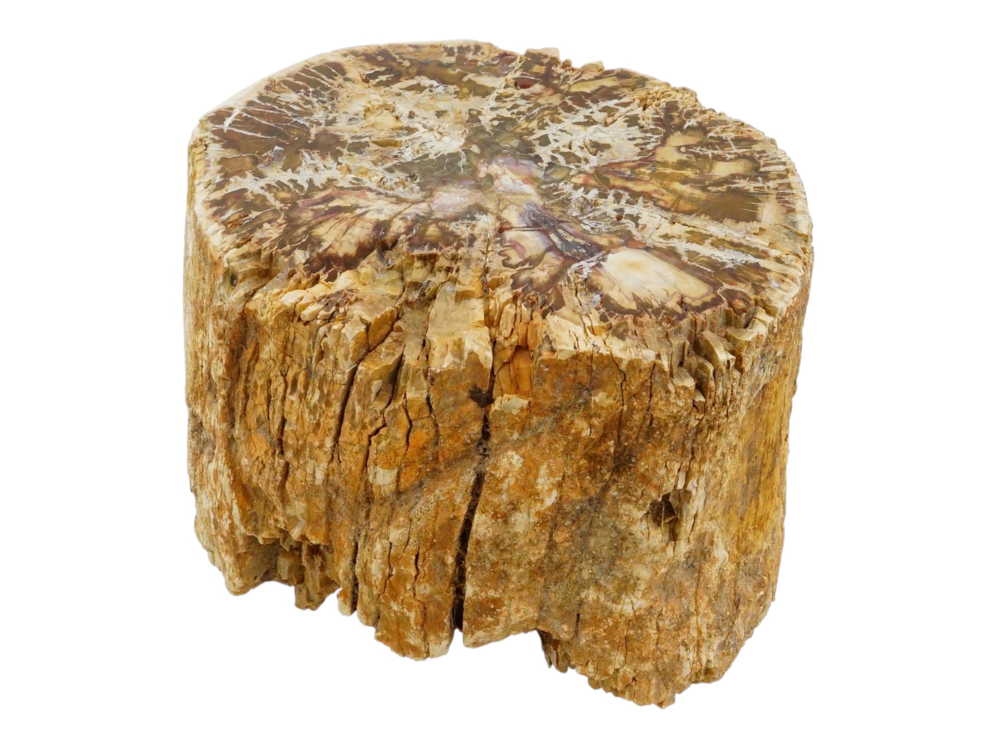 LARGE POLISHED PETRIFIED WOOD LOG SPECIMEN