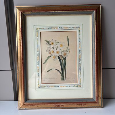 Лимитированная ботаническая иллюстрация Пьера-Жозефа Редуте (1759–1840) &laquo;Многоцветковый 