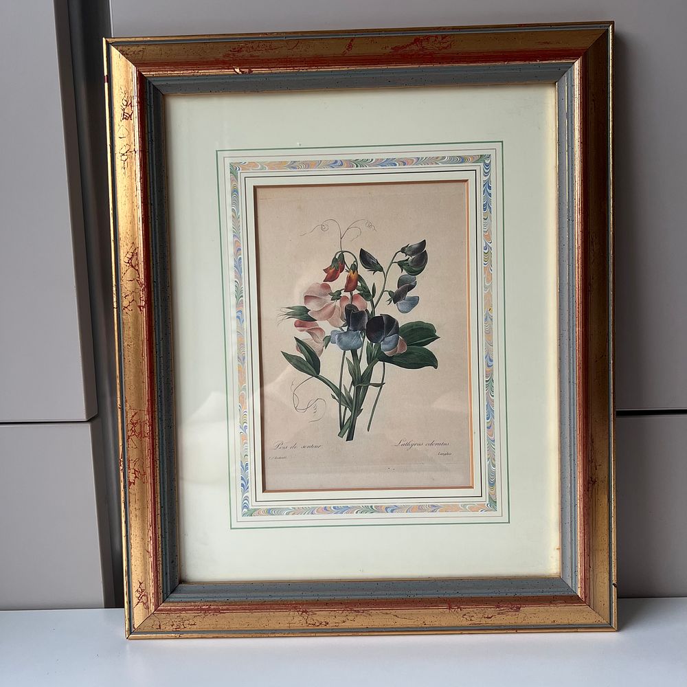 Лимитированная ботаническая иллюстрация Пьера-Жозефа Редуте (1759–1840) &laquo;Душистый горошек&raquo; 