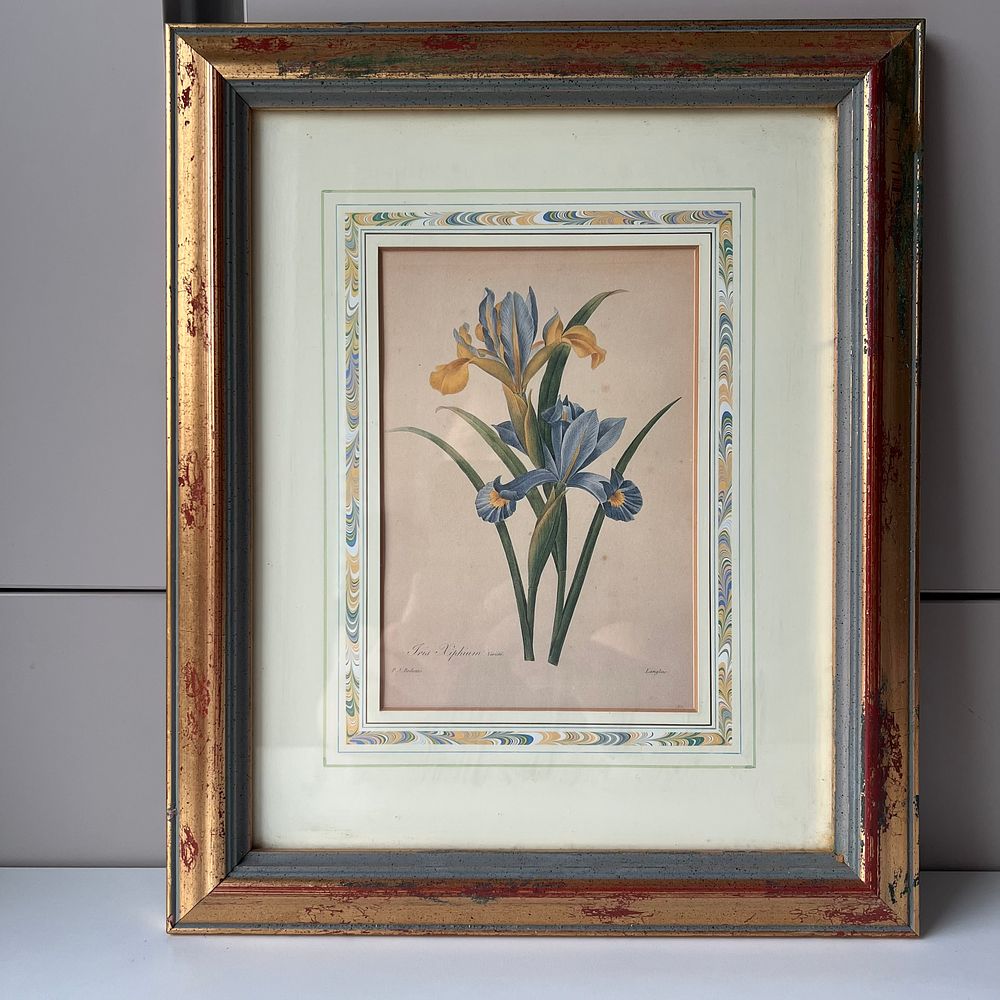 Лимитированная ботаническая иллюстрация Пьера-Жозефа Редуте (1759–1840) &laquo;Испанский ирис&raquo; 