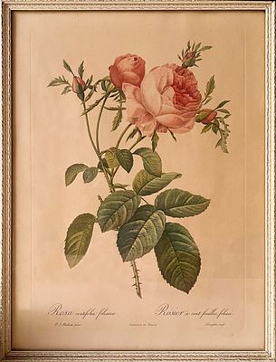 Лимитированная ботаническая иллюстрация Пьера-Жозефа Редуте (1759–1840) &laquo;Провансальская роза&raquo; 