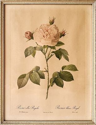 Лимитированная ботаническая иллюстрация Пьера-Жозефа Редуте (1759–1840) &laquo;Роза Maiden's Blush&raquo; 