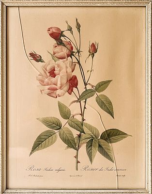 Лимитированная ботаническая иллюстрация Пьера-Жозефа Редуте (1759–1840) &laquo;Китайская роза&raquo; (Rosa 