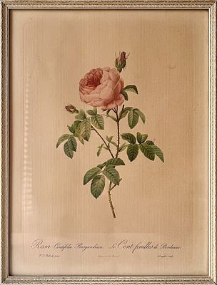 Лимитированная ботаническая иллюстрация Пьера-Жозефа Редуте (1759–1840) &laquo;Бургундская роза&raquo; 