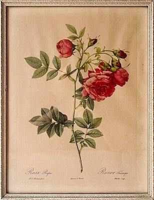 Лимитированная ботаническая иллюстрация Пьера-Жозефа Редуте (1759–1840) &laquo;Садовая роза&raquo; (Rosa Rapa). 