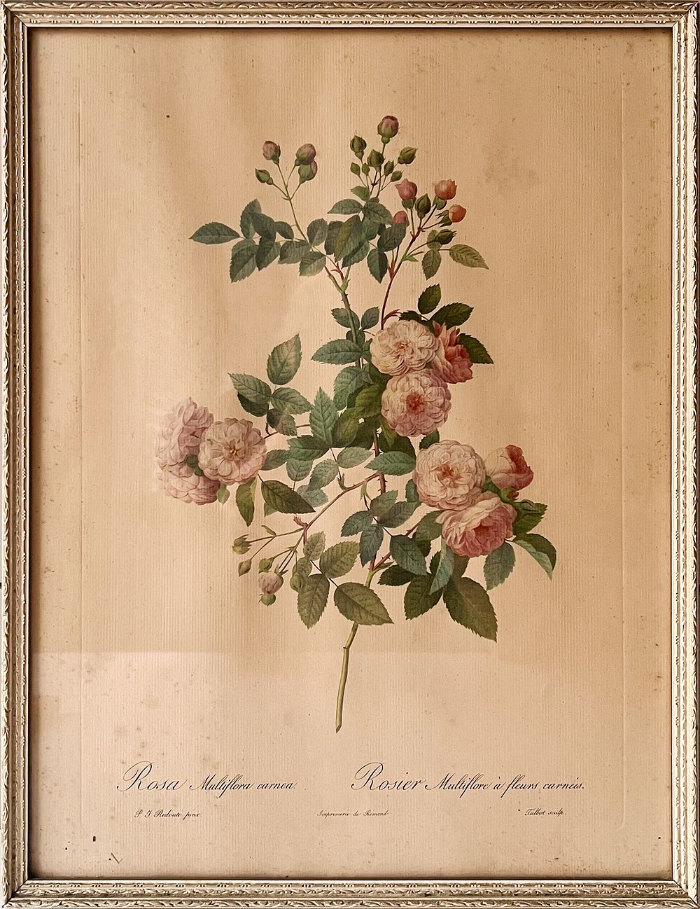 Лимитированная ботаническая иллюстрация Пьера-Жозефа Редуте (1759–1840) &laquo;Розовая мультифлора&raquo; 