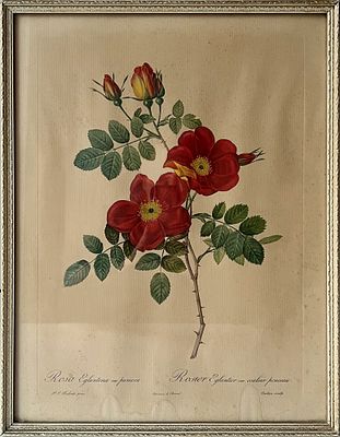 Лимитированная ботаническая иллюстрация Пьера-Жозефа Редуте (1759–1840) &laquo;Яблоневый шиповник&raquo; 