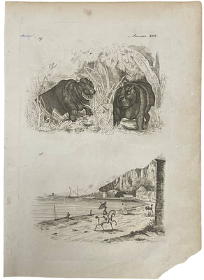 Гравюра "Острова". 1835 год. Размеры: 26.5 х 19 см. 
Из атласа: 
Дюмон-Дюрвиль Ж. С. С. 