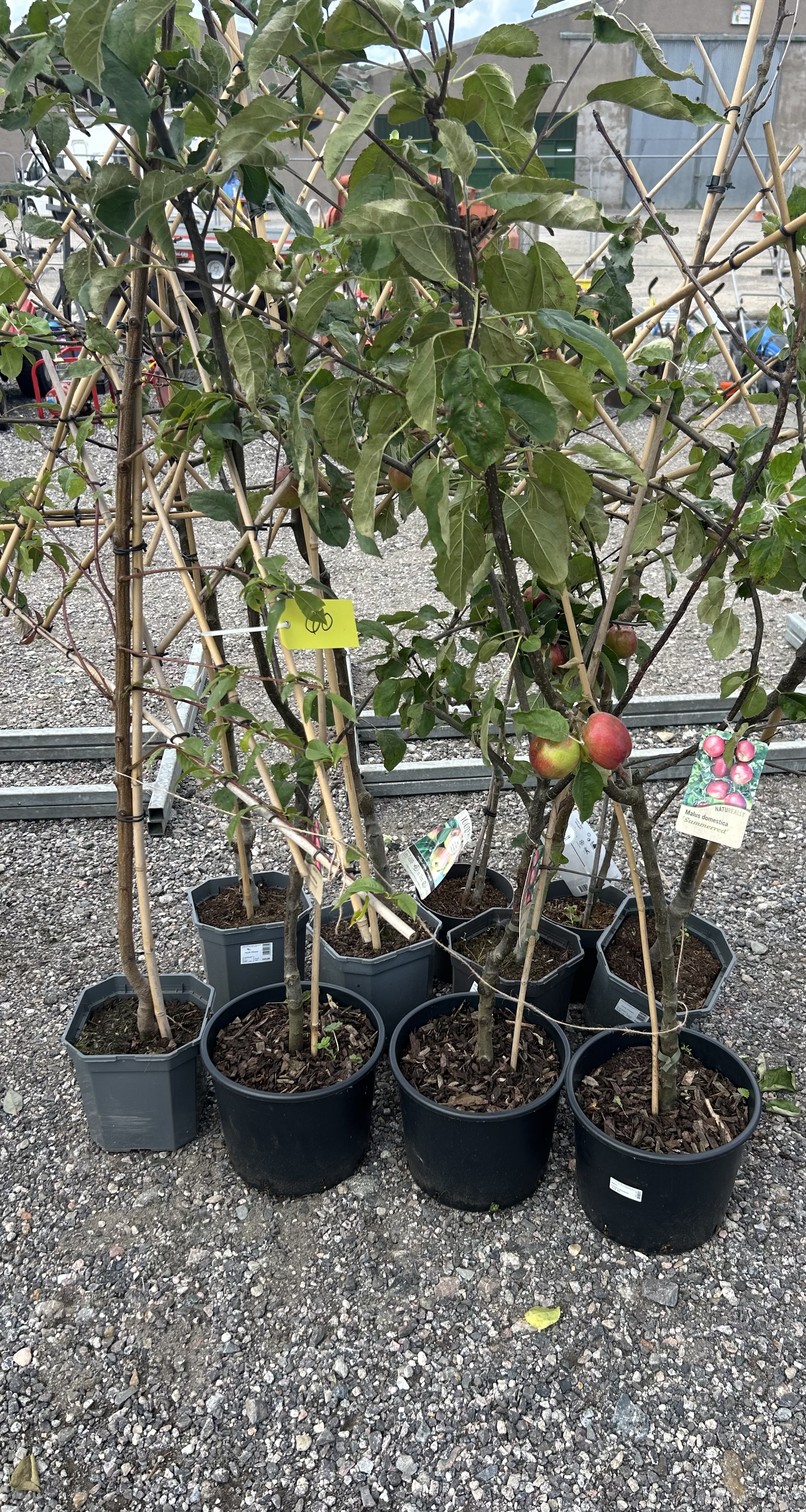 Lot 60