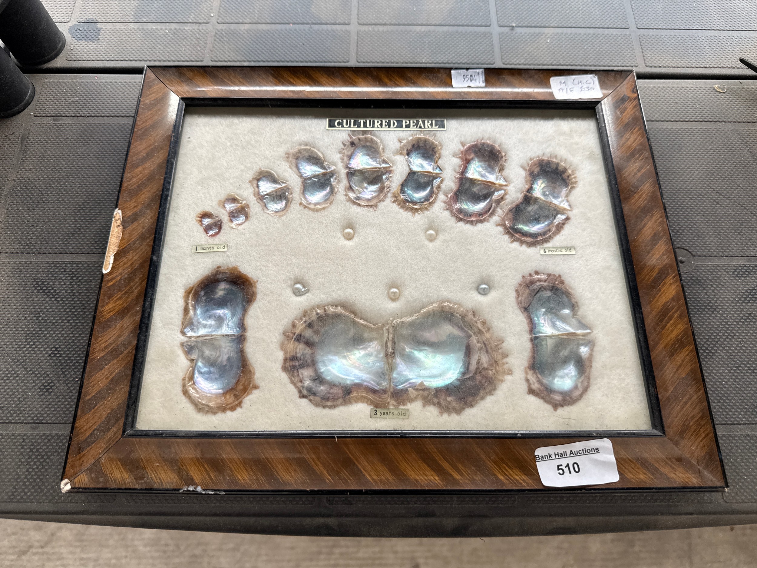 Lot 510