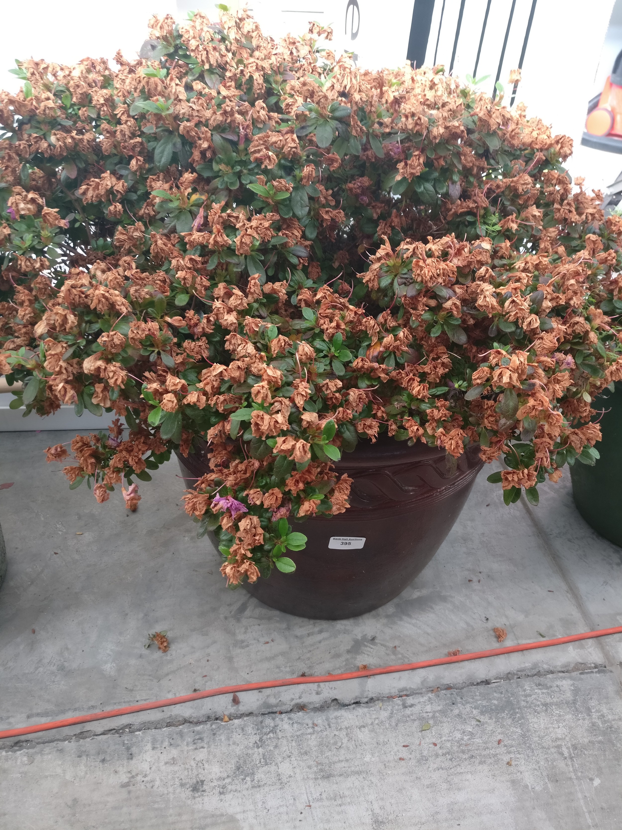 Lot 395