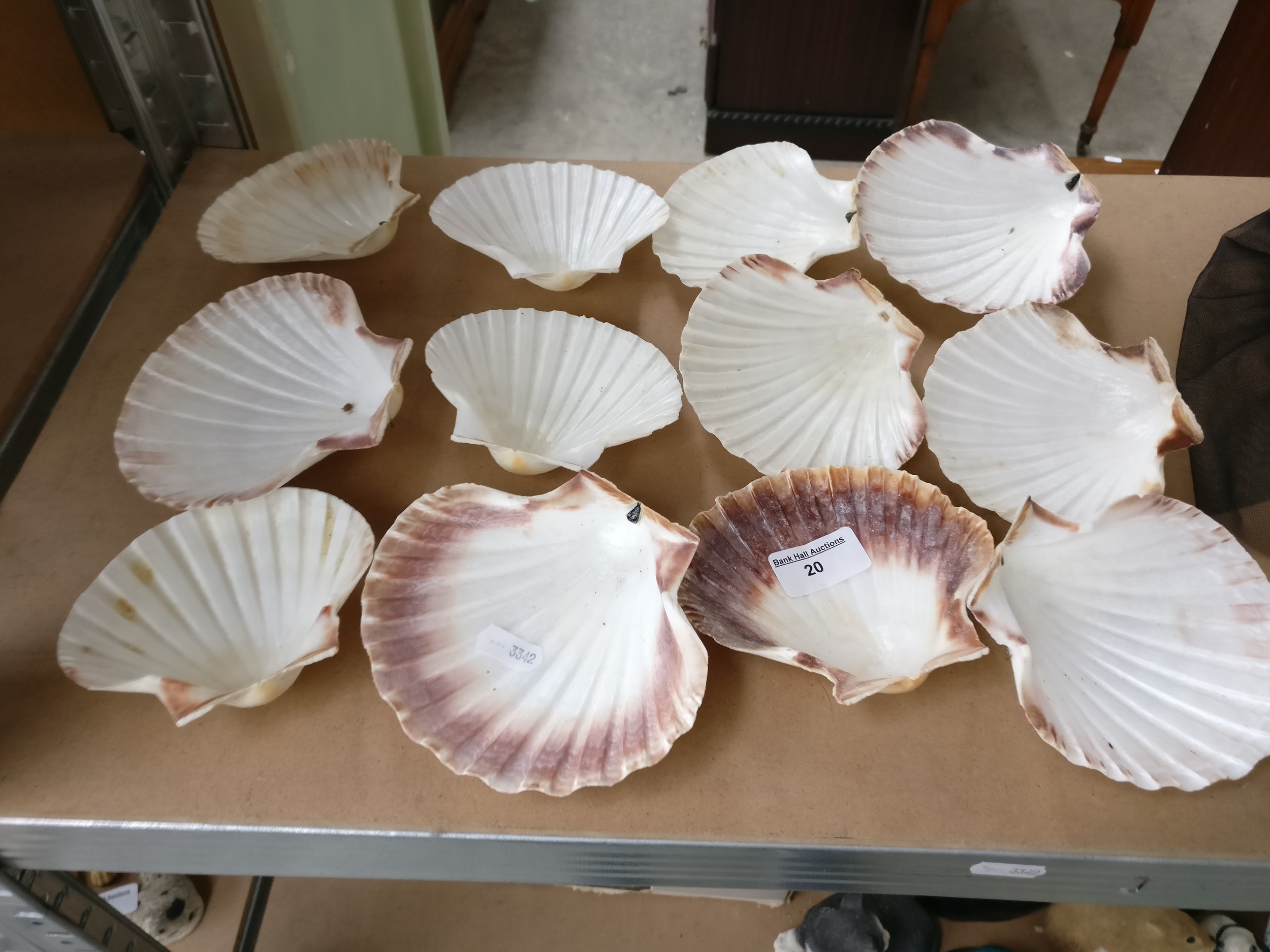 Lot 20