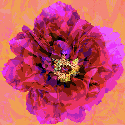 MODEST&FURIOUS - Red Peony. MODEST&amp;FURIOUSPergola (PU) (BO) 1957Red Peony2024Digitale. Stampa 