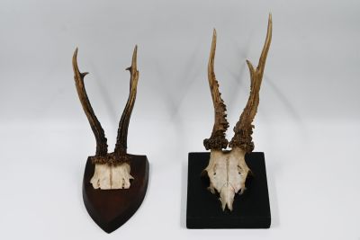 A pair of horns. From the collection of Professor Michael Mike Cohen, from Tel Aviv 