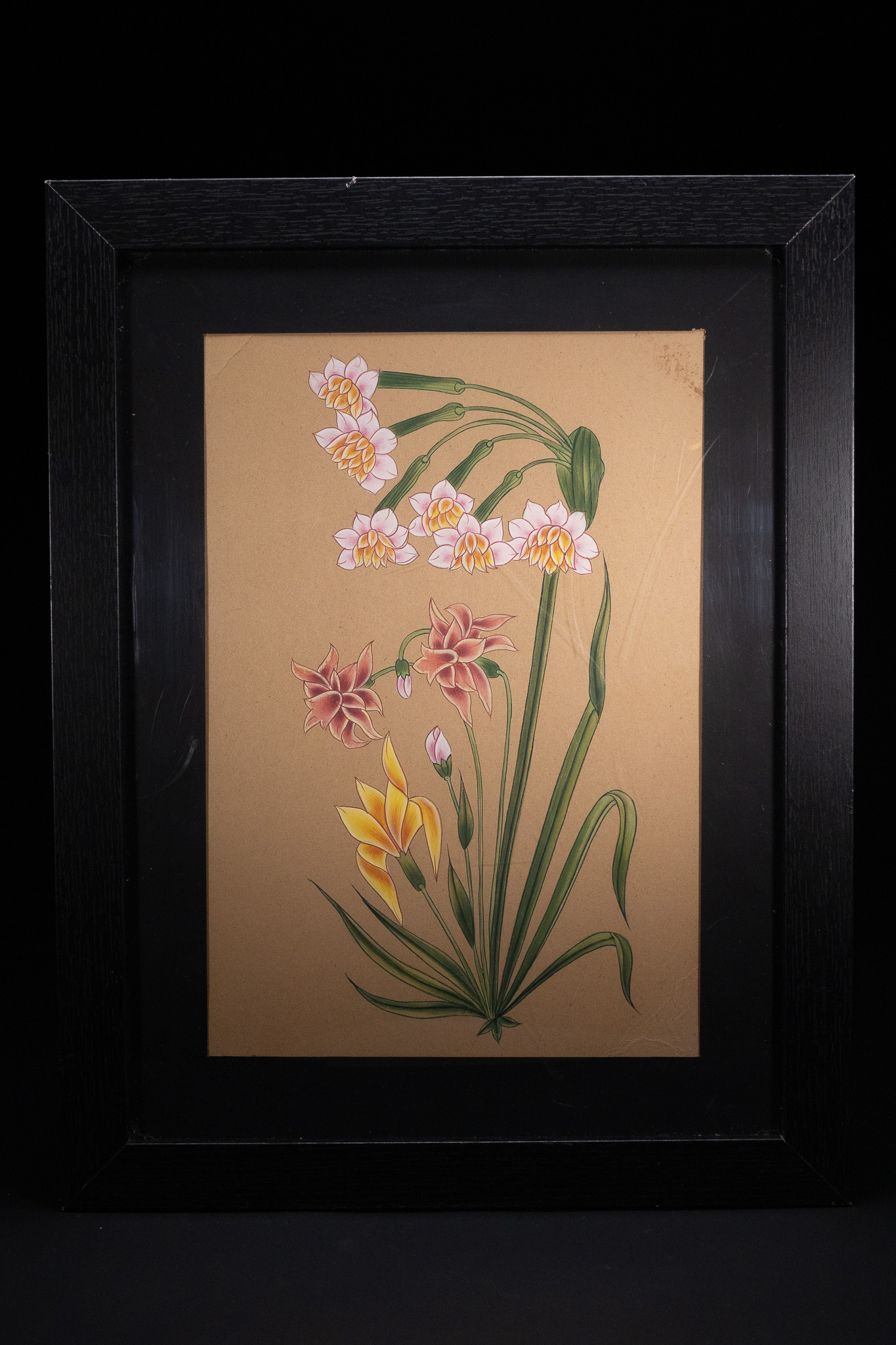 AN INDIAN MINIATURE BOTANICAL STUDY PAINTING IN THE MUGHAL STYLE.