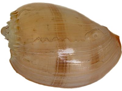 קונכיה גדולה, 14x9x6 ס״מ