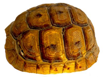 שריון צב אמיתי, 6x3x5 ס״מ