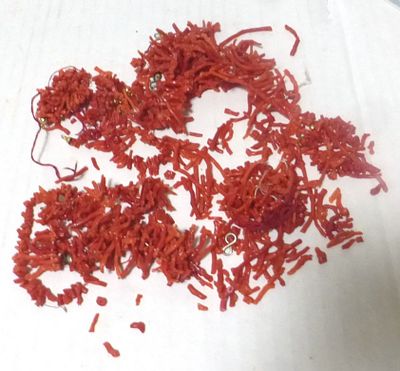 מחרוזת קורל אדום טבעי. קרועה וחרוזים מפוזרים, כ-120 גרם