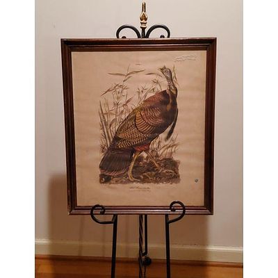 Audubon Society Great American Cock Male (Wild Turkey) Framed Print, Vintage, Hand-Colored 