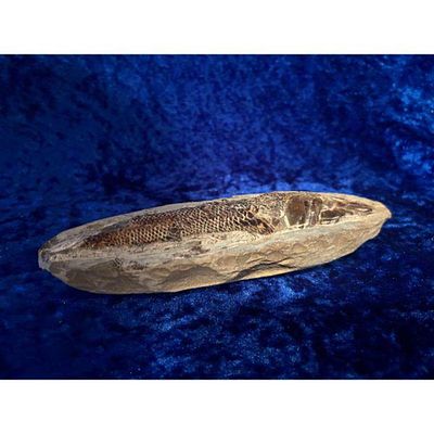Fossil Fossilized Fish Specimen Natural Sedimentary Rock Brown Beige. Detailed fossilized fish 