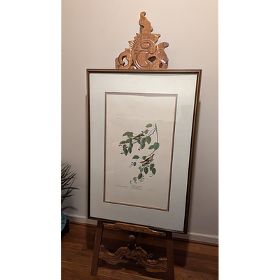 John James Audubon Vintage Framed Bird Print. Ready to Display. Vintage framed bird print of 