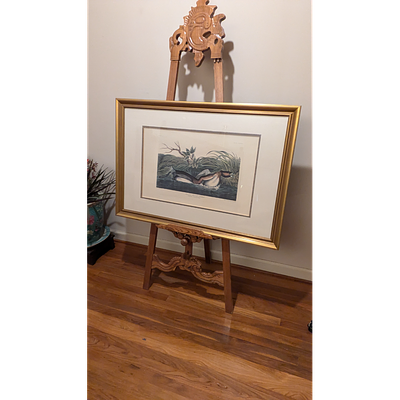 Audubon Print - American Pied-Bill Dobchick, Framed Bird Artwork. Description: Framed Audubon 