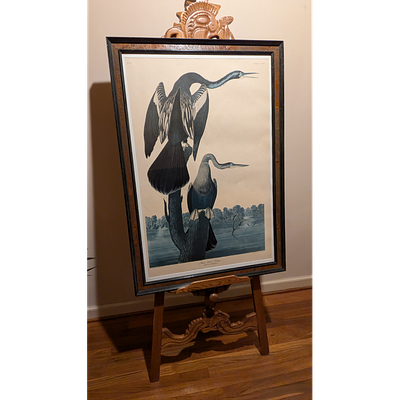 Vintage Black-bellied Darter Framed Art Print, Engraved & Colored. Description: Framed art print 