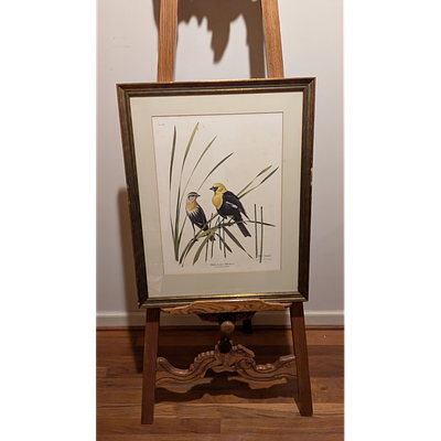 Vintage Ray Harm Framed Yellow-Headed Blackbird Print. Description: Framed art print featuring 