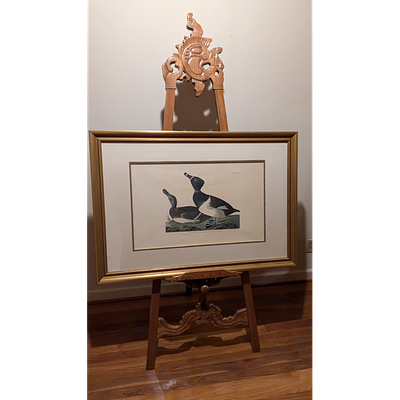 Framed Audubon Print - Tufted Duck. Description: Framed John James Audubon print featuring a 