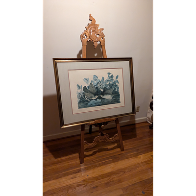 Vintage Key-West Dove Print, Audubon Print, Framed. Description: Framed John James Audubon Key 