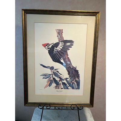 Art Print Pileated Woodpecker Gold Frame Multi-color. Framed natural history print depicting a 