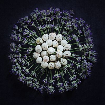 Svetlana Shkuratova - Svetlana Shkuratova. "Lavender Nest". Photography, giclee print on