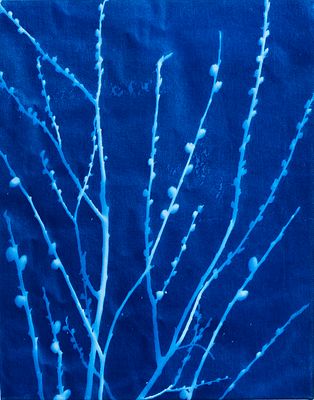 Christine Kashuba - Christine Kashuba. "Willow in the Woods". Cyanotype. 20"H x 16"W. $395 FMV. Chr