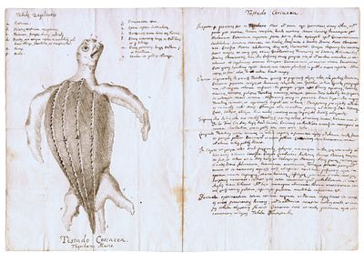 Studio di Testudo Coriacea, XVIII secolo. Inchiostro bruno e penna su carta vergata sottile con 