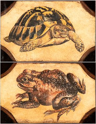 Artista napoletano, seconda met&agrave; XVII secolo - a) Tartaruga; b) Ranocchio. Coppia di dipinti. Temper 