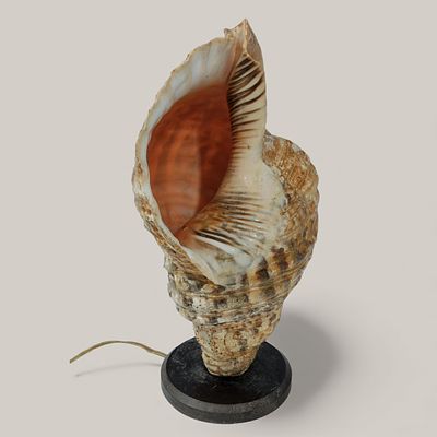 CONCH TABLE LAMP - large marine conch illuminated from within, electrified and set on a round 