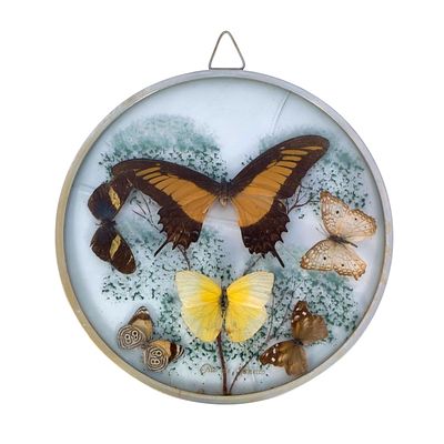 BUTTERFLIES. GLASS DISPLAY MEDALLION WITH SIX BUTTERFLIES - with the inscription "Rio de 