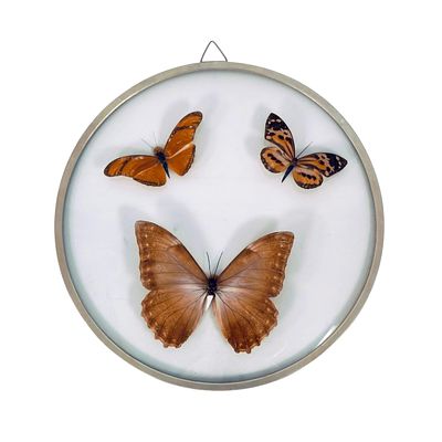 BUTTERFLIES. GLASS DISPLAY MEDALLION WITH THREE BUTTERFLIES - manufactured in Brazil, with an 