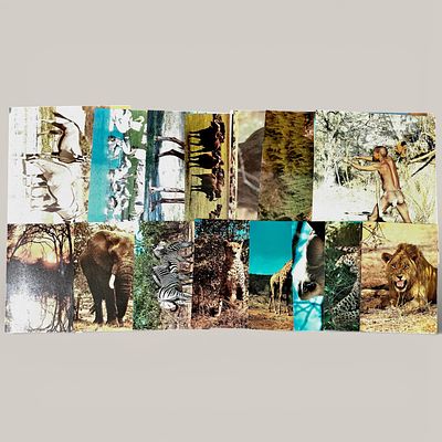 PHOTOGRAPHY. Set of 23 color photographs depicting wild animals, 14 of which are larger. Notes: 