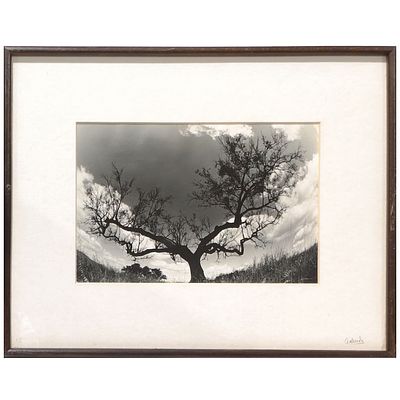 ORLANDO BATISTA. Black and white photograph by Orlando Batista, "THE TREE OF LIFE" (Professional 