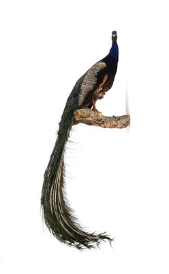 Full-Body Taxidermy Peacock. Life-size taxidermy of an Indian peacock, posed standing upright on