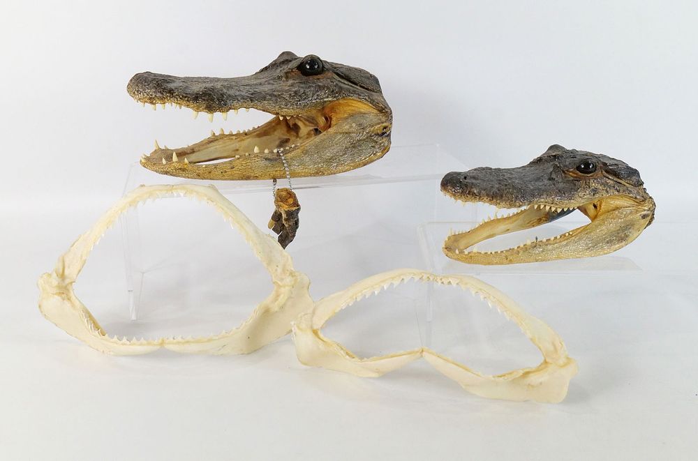 Lot 317: Lot of Alligator Taxidermy and Shark Mouths