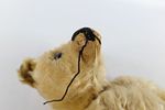 Antique Steiff Mohair Teddy Bear. Has some condition issues - missing mohair, string coming Image - 8